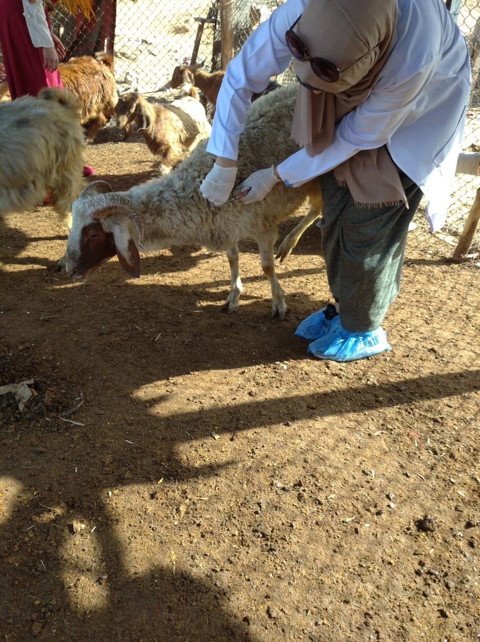 تحصين ٦٤٢ ألف رأس ماشية ضد مرض الحمى القلاعية و حمى الوادي بالشرقية