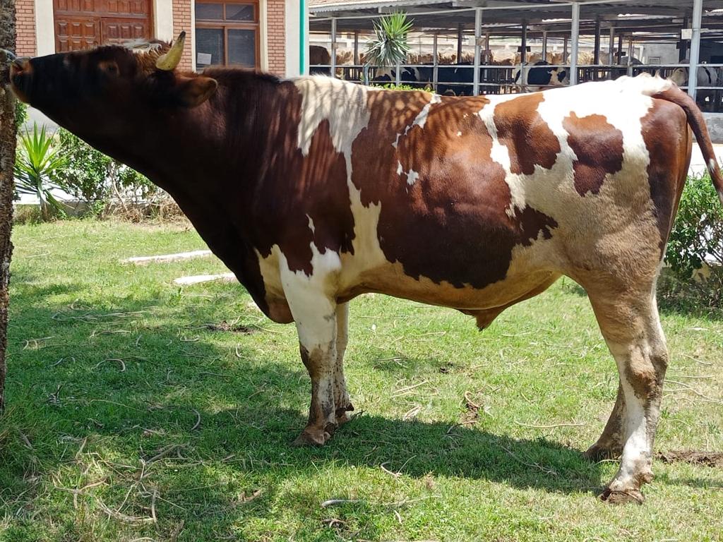 الزراعة؛ معهد التناسليات الحيوانية ينظم قافلة بيطرية مجانية لمحافظة الفيوم