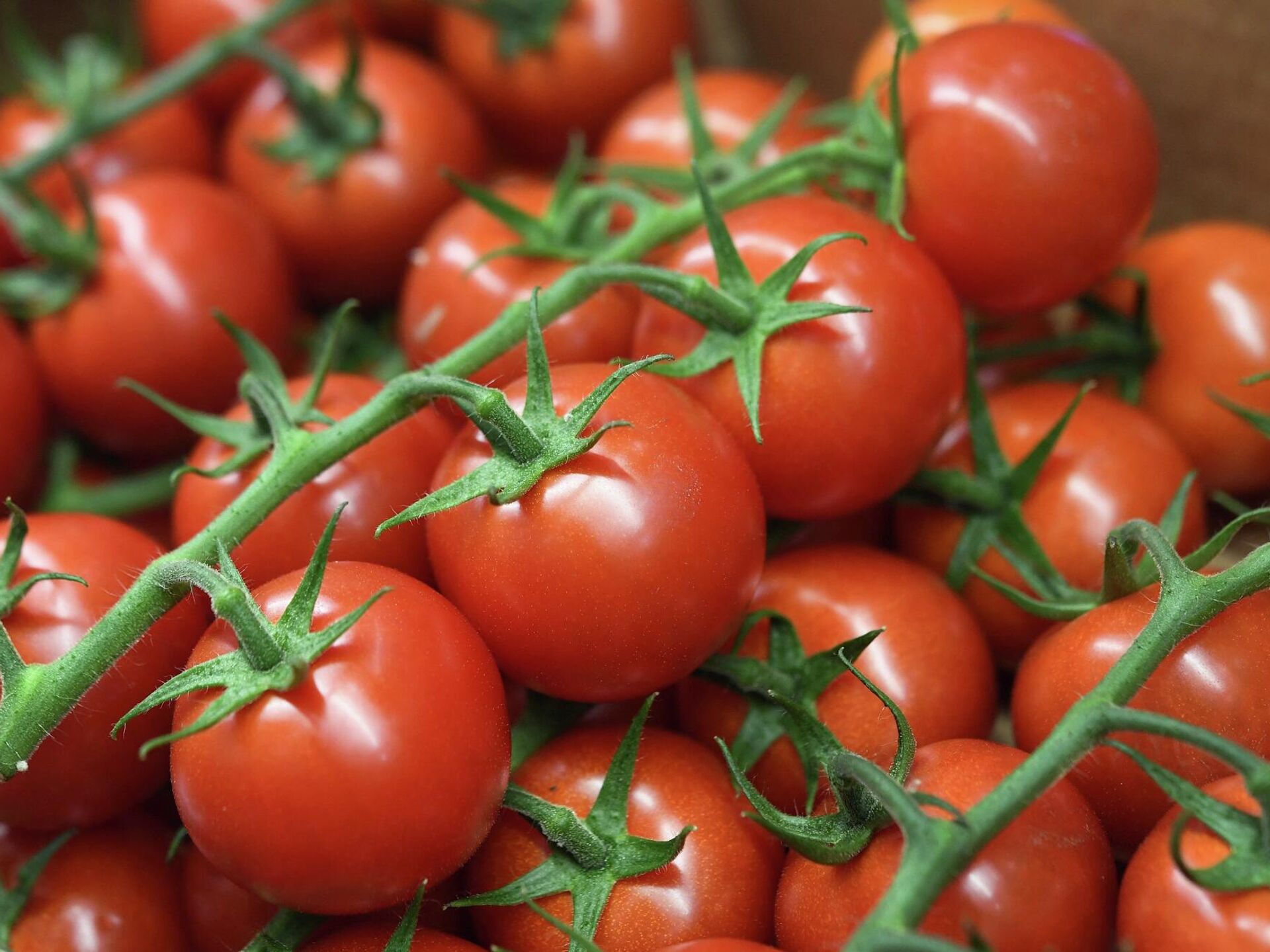 للطماطم فوائد عديدة: مقاومة التجاعيد وعلامات الشيخوخة